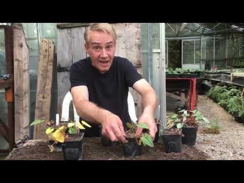 How to water your cyclamen in pots during their summer rest @stinkyditchnursery750 end of May ‘21