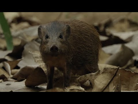 Meet Panna the pygmy hog