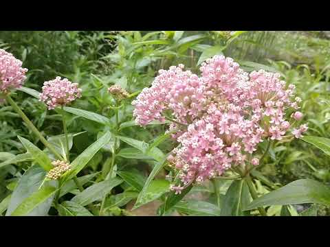 Swamp Milkweed will bring beauty, Butterflies and pollinators to your garden