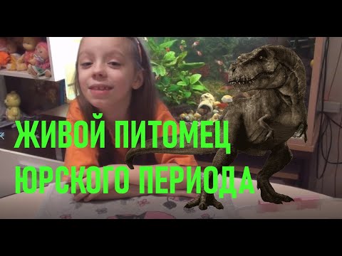 ЖИВЫЕ ПИТОМЦЫ ЮРСКОГО ПЕРИОДА | ВЫВЕДЕНИЕ РАЧКОВ АРТЕМИИ ИЗ СПЕЦИАЛЬНОГО НАБОРА