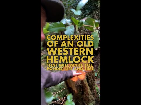 Complexities of an old Western Hemlock