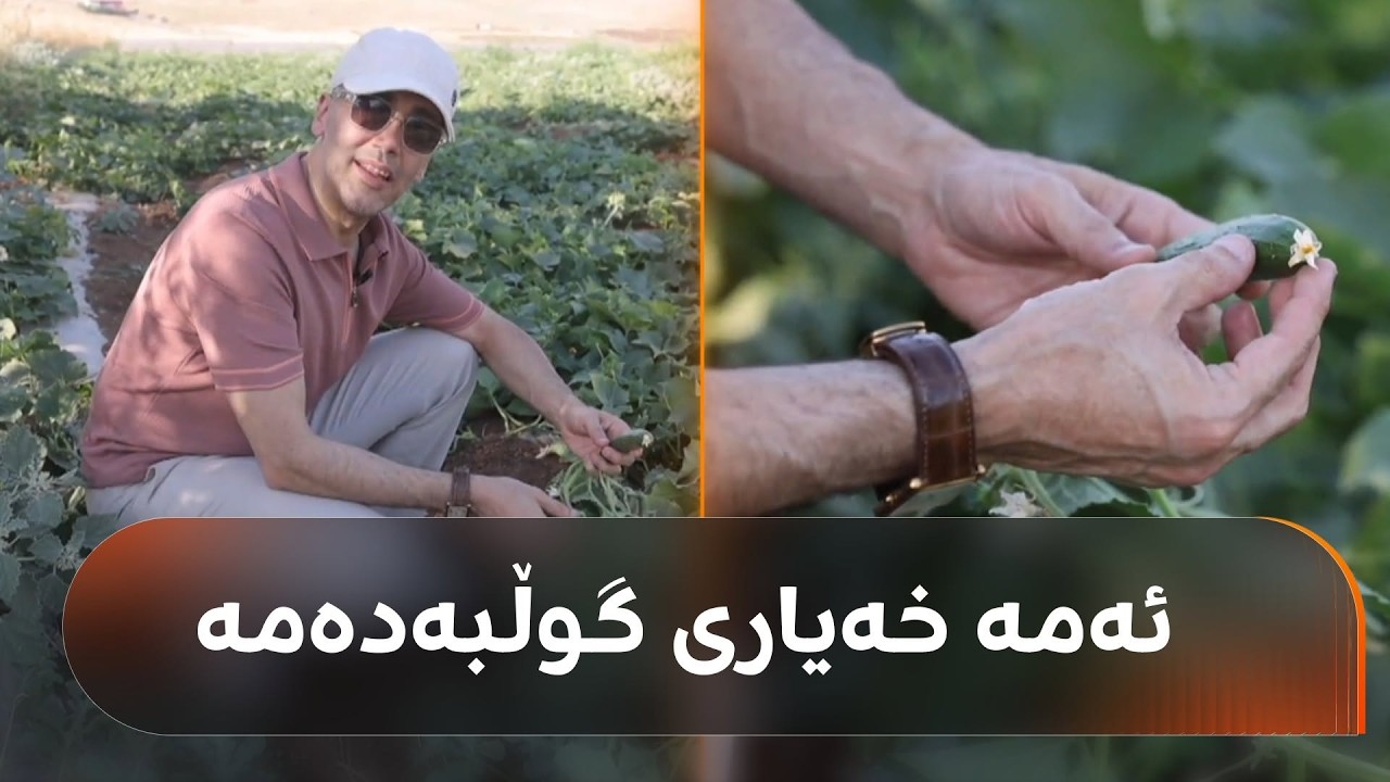 ڤیدیۆ | تەماتە و خەیاری شارەزوور.. شێخی ئابووری خەیاری گوڵ بەدەمتان پێدەناسێنێت