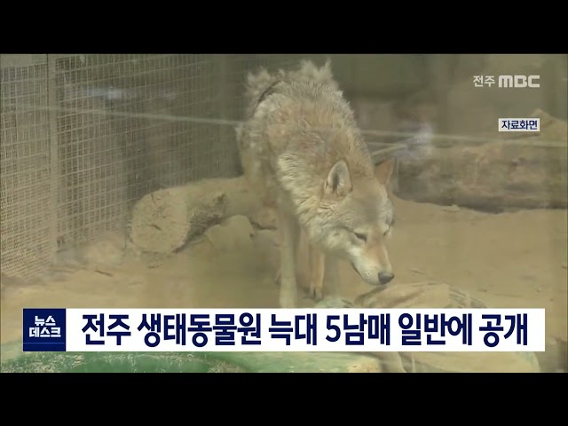 전주 생태동물원 늑대 5남매 일반에 공개