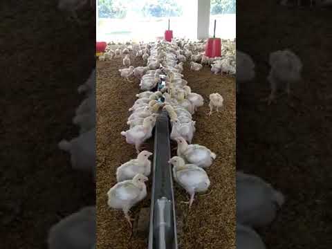 , title : 'New poultry farm drinking system | murgifarm kadrinking system| poultryfarm new style |Farmerchannel'