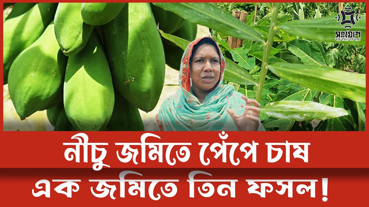পেঁপের চাষে বিপ্লব! নীচু জমিতে একসাথে সবজি ও আদা !