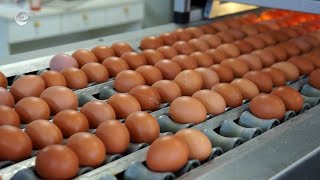 Смолянчани предпочитат да купуват по-евтини яйца от производител