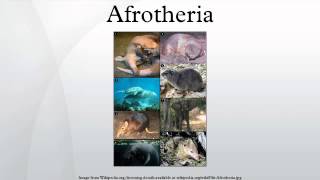 Afrotheria
