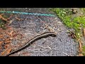 A Leech