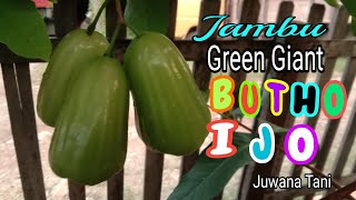 Download lagu The first fruit of the Green Giant guava (Butho Ijo) is jumbo and sweet. mp3