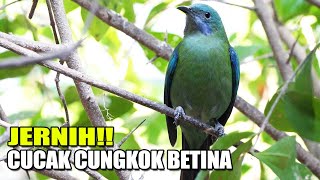 Download lagu JERNIH!! SUARA CUCAK CUNGKOK BETINA GACOR FULL TEMBAKAN RAPAT DI KANDANG AVAIRY SEDERHANA mp3 Download lagu JERNIH!! SUARA CUCAK CUNGKOK BETINA GACOR FULL TEMBAKAN RAPAT DI KANDANG AVAIRY SEDERHANA mp3