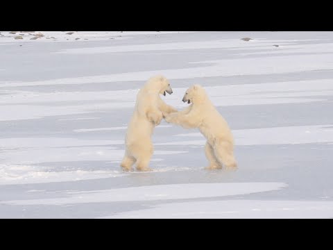 Sparring Polar Bears on a frozen lake