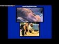 Disney S DINOSAUR Foley Sound Effects Demonstration