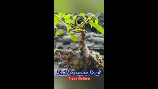 Download lagu Ficus Retusa Roots #rootprogramme #rootbonsai #programakar mp3