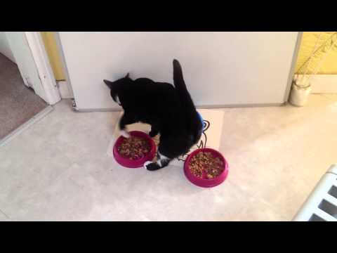 Cat burying her food