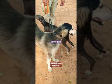 SALUKI 😱oldest dog breed||#Ancient dog breed #expensive #sarcasticknocker #saluki #whippet #ancient