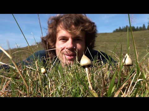 Spitzkegeliger Kahlkopf (Psilocybe semilanceata) - Standort, Merkmale, Ökologie, Studien, Wirkung