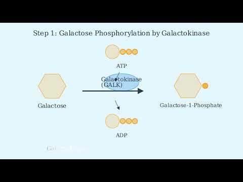 Galactose Metabolism – Steps, Importance, Leloir Pathway - Video