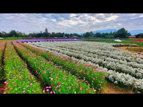 สวนดอกไม้แม่ริม เชียงใหม่