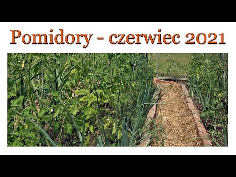 Pomidory w czerwcu - Ogrodowe pierdamony 102