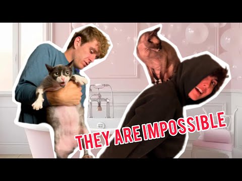 Washing Our HAIRLESS CATS 🧼 *they ESCAPED*