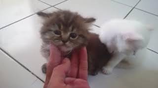 Download lagu kucing Persia umur 33 hari mp3