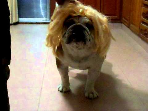 La "Zulma Lobato" canina