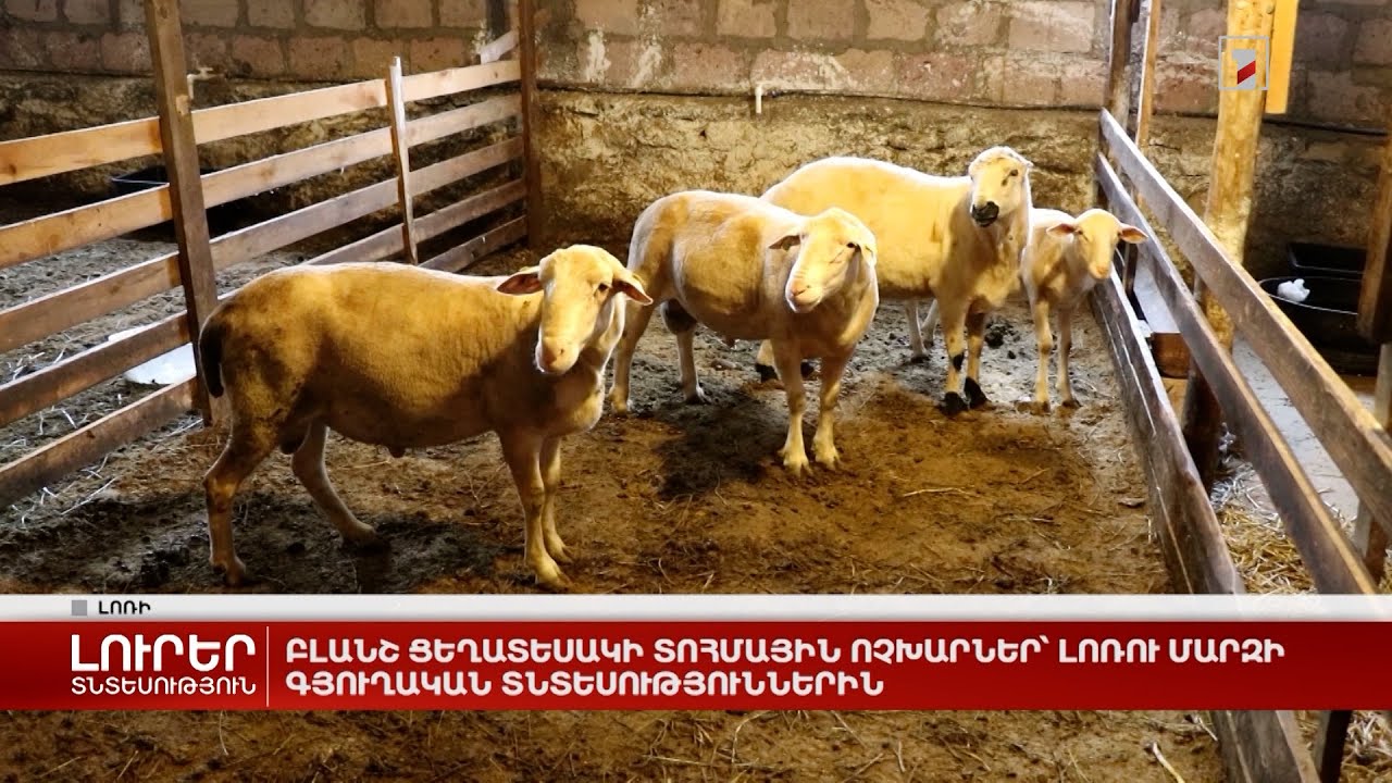 Բլանշ ցեղատեսակի ոչխարներ՝ Լոռու մարզի գյուղական տնտեսություններին