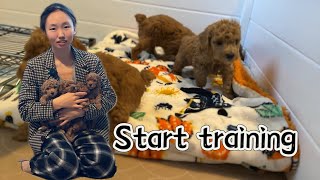 Potty training Begin separated from mom | 美国🇺🇸akc泰迪宝宝们开始定点厕所训练