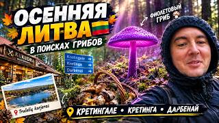 Lithuania in autumn. Are there any mushrooms? And what if I find some?! #lithuania