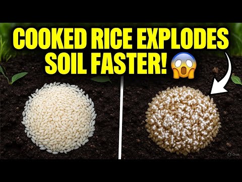 Cooked vs Raw Rice in Soil – See Which Wakes Up Microbes in JUST 48 Hours!