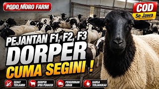 Download lagu Harga Domba Dorper F1,f2 dan F3 Di Podomoro Farm mp3