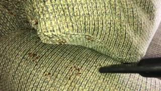 bed bug couch video