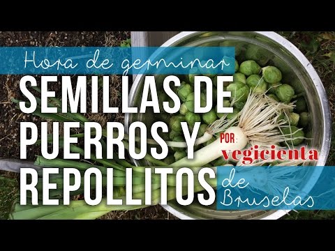 ¡Germina tus semillas de puerros y repollitos de Bruselas paso a paso!