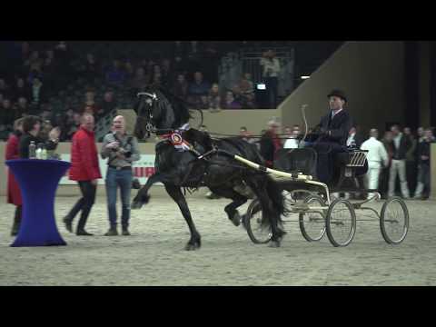Kampioen Horses2Fly KFPS Sportcompetitie Tuigen: Sven B. (Wimer 461) met Sybren Minkema