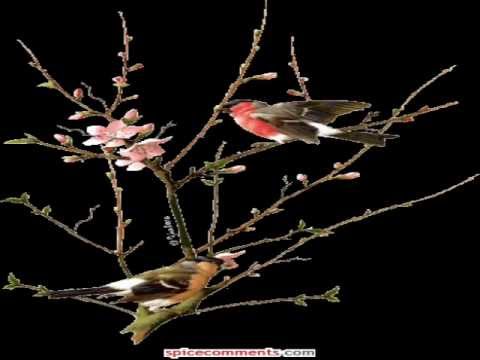 nepathaya old song ( Chari Maryo Sishai Ko Goli Le)