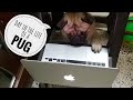 Morning to Night with SIMBA | Cutest & Funniest Pug Video | Simba's Pug Life
