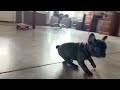 French Bulldog dogs for sale: Cora - Video 1