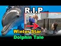 Winter, star of 'Dolphin Tale' movies, dies at 16