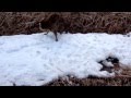 Raccoon Distemper 