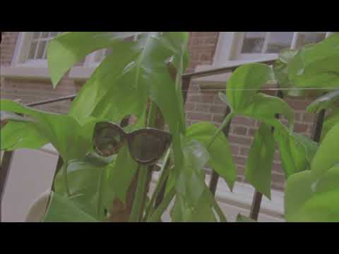 download lagu mp3 mp4 Root Houseplants Liverpool, download lagu Root Houseplants Liverpool gratis, unduh video klip Root Houseplants Liverpool
