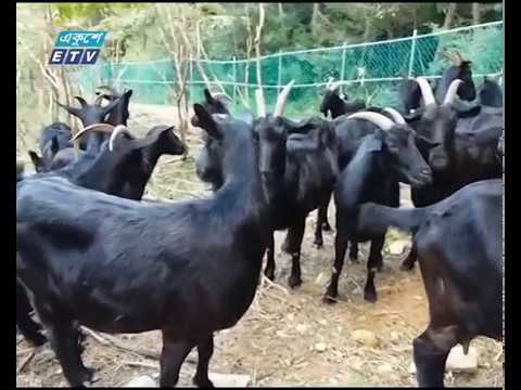ব্ল্যাক বেঙ্গলের জীবন রহস্য বা জিন নকশা উন্মোচন