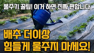 배추 물주기 방법과 시기 걱정 끝! 이것만 알면 쉽게 해결됩니다