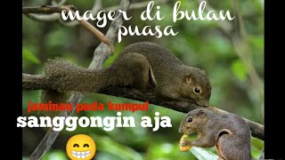 Download lagu suara pikat tupai ‼️mp3 pikat anakan tupai/bajing mp3