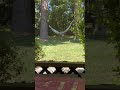 Squirrel On The Flying Trapeze