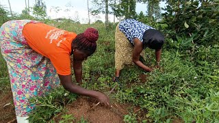 Typical African village life// how we harvest sweet potato. village life in Uganda #sweetpotato