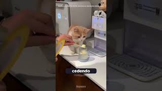 ESSE GATO FICOU COM CIÚMES