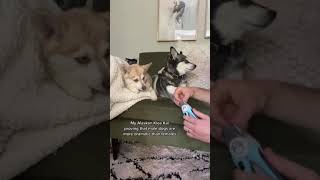 Mini Husky Proves Male Dogs Are MORE DRAMATIC Than Females When Getting Nails Cut
