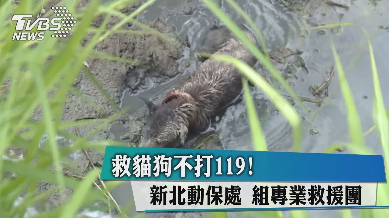 救貓狗不打119！　新北動保處組專業救援團