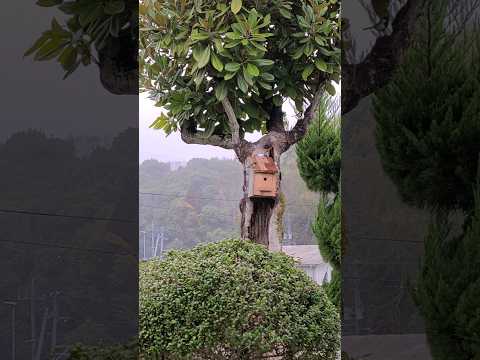 鳥を引き寄せるために巣箱に何を置くべきですか？羽のある鳥にとって最高の環境を作り出すための詳細なガイド!  庭園