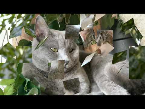 billi ki awaaz reaction mouse full video! fun with pets